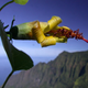Hibiscadelphus woodii